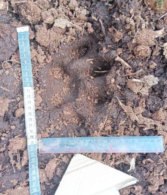 Bocah di Pelalawan Riau Tewas Diterkam Harimau Sumatera
