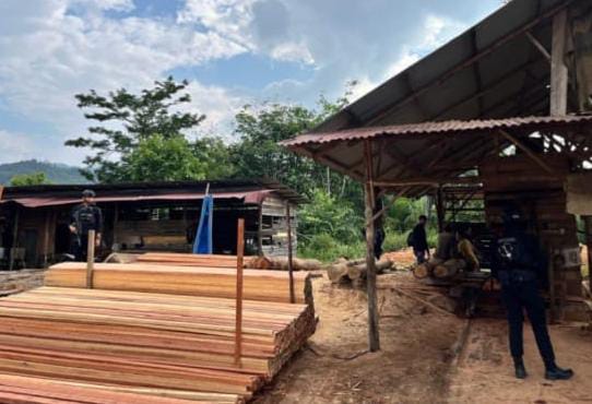 Polda Riau Bongkar Sawmill Ilegal di Kampar, Ratusan Kayu Disita dan Satu Tersangka Diamankan